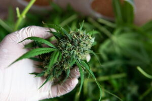 Medical Cannabis: It’s Not a Drug, It is a Plant